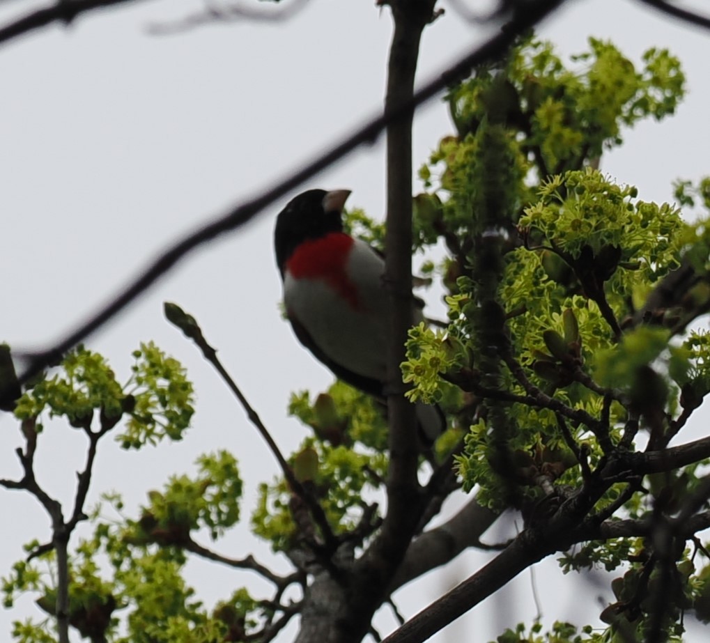 Rose-breasted Grosbeak - Mark Stevenson