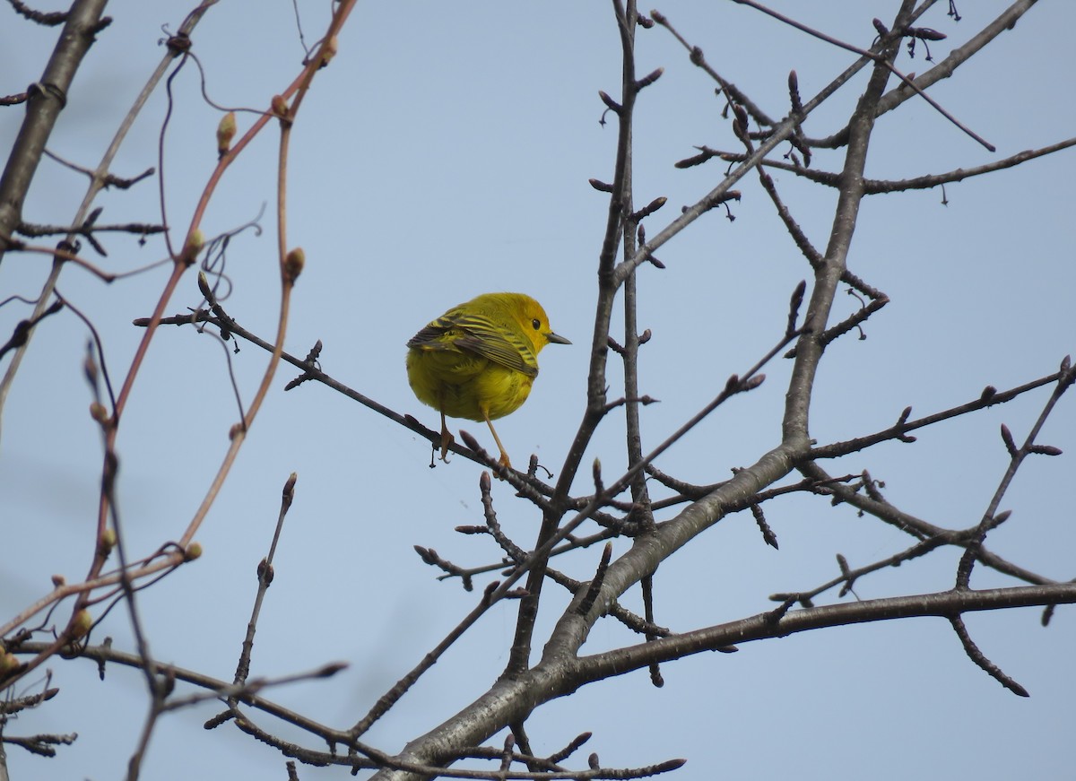 Yellow Warbler - Cynthia Lamb