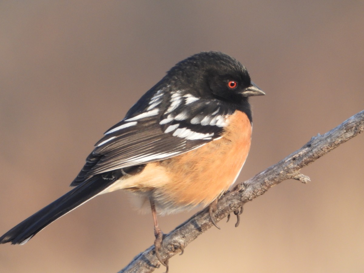 Spotted Towhee - ML618183849