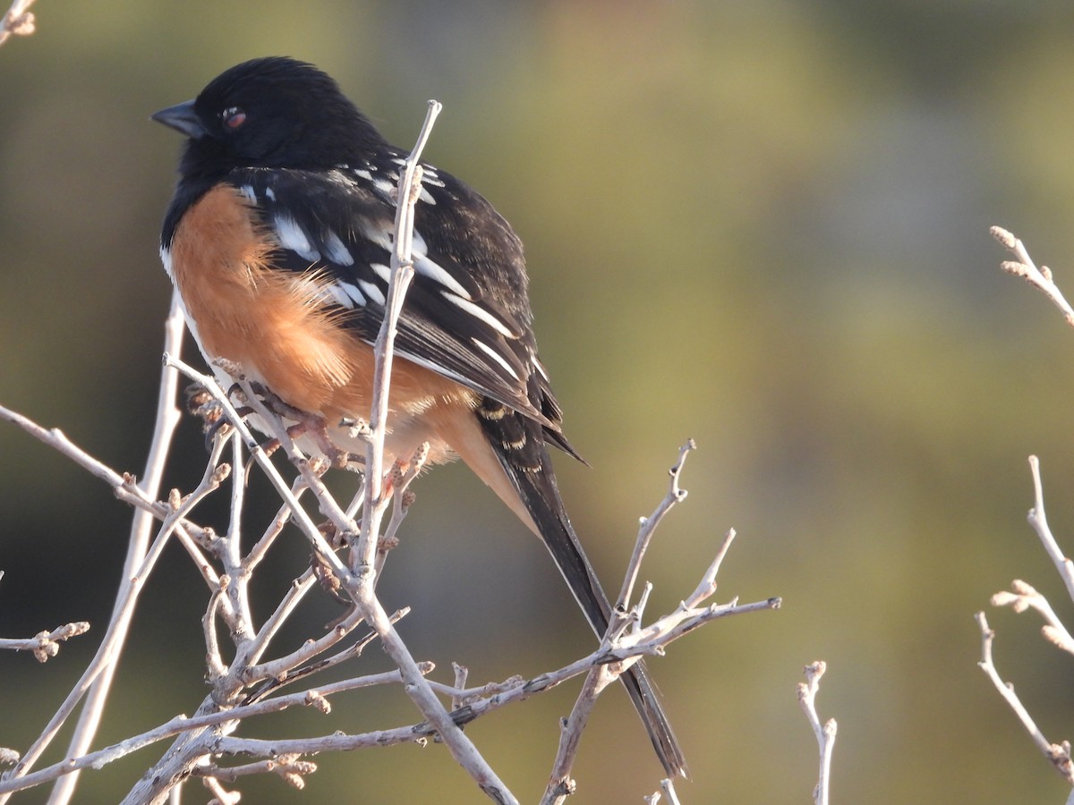 Spotted Towhee - ML618183850