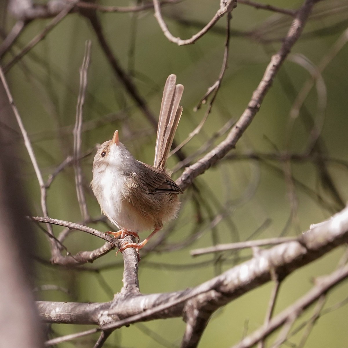 Red-backed Fairywren - Trevor Ross