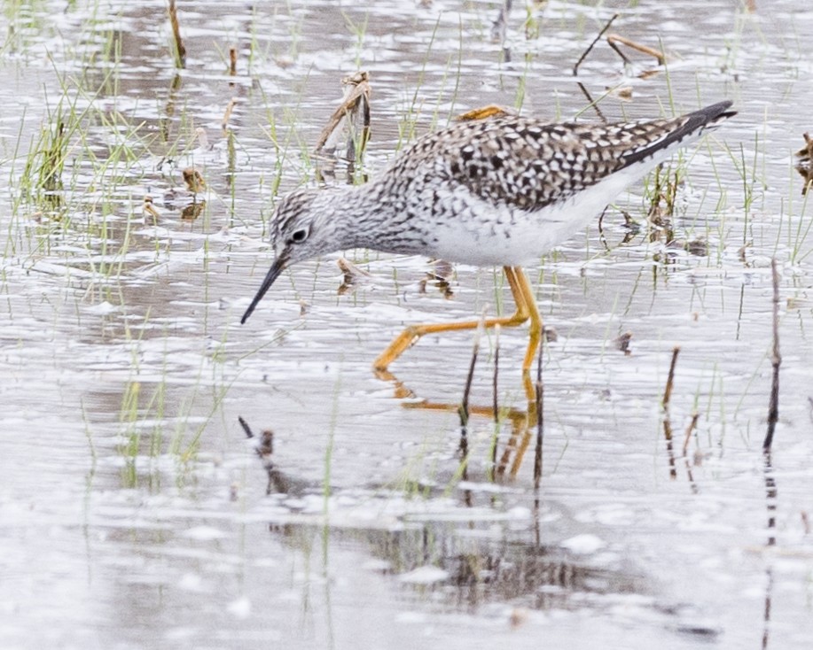 Lesser Yellowlegs - Robert Bochenek