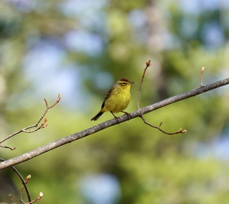 Palm Warbler - Rachel Orlando