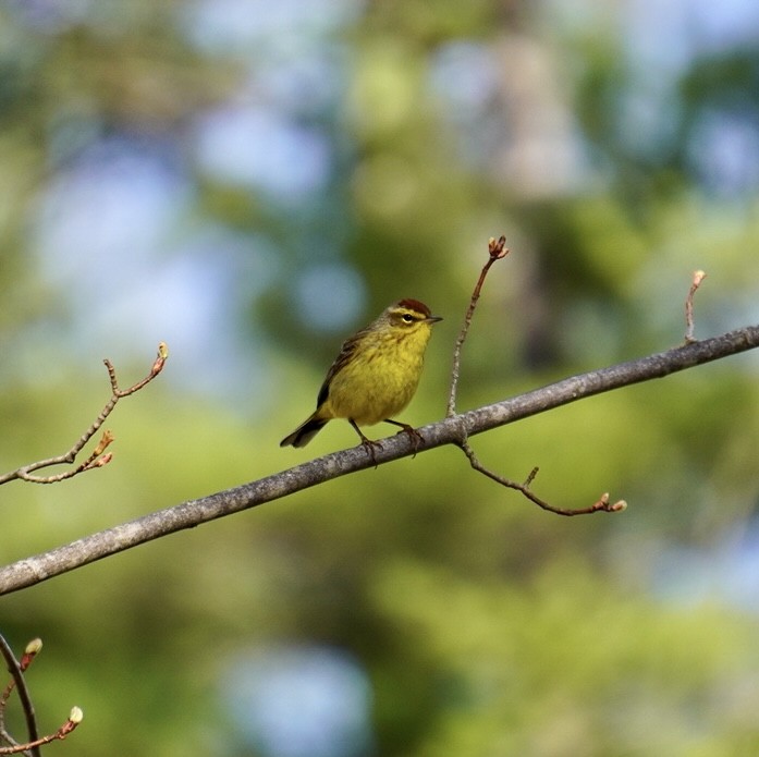 Palm Warbler - Rachel Orlando