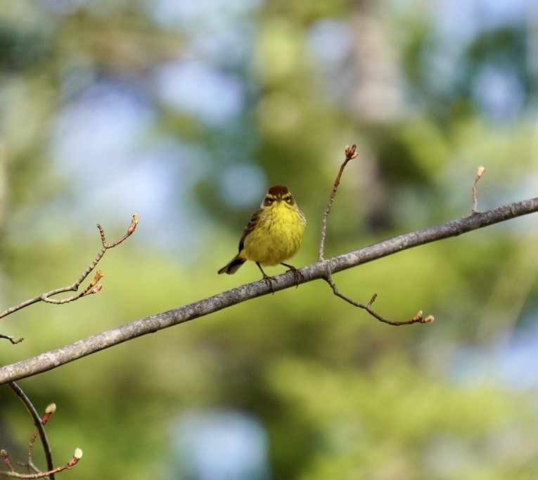 Palm Warbler - Rachel Orlando