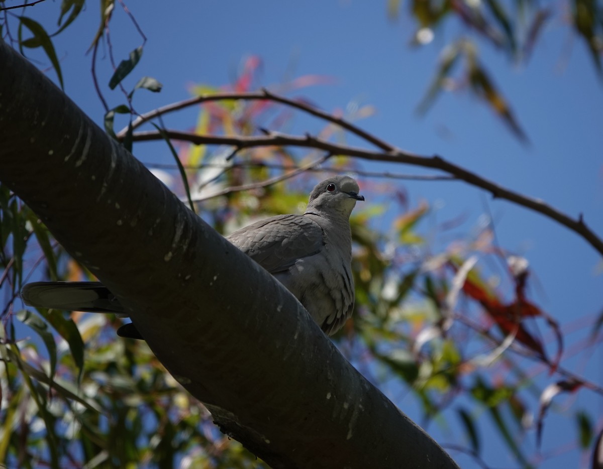 Eurasian Collared-Dove - Sylvia Afable