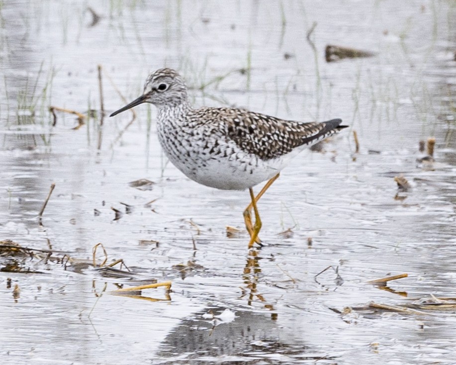 Lesser Yellowlegs - Robert Bochenek