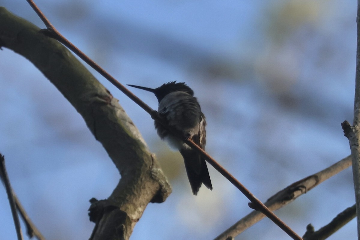 Ruby-throated Hummingbird - Tanya Burnett