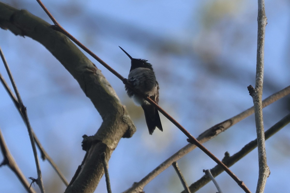 Ruby-throated Hummingbird - Tanya Burnett