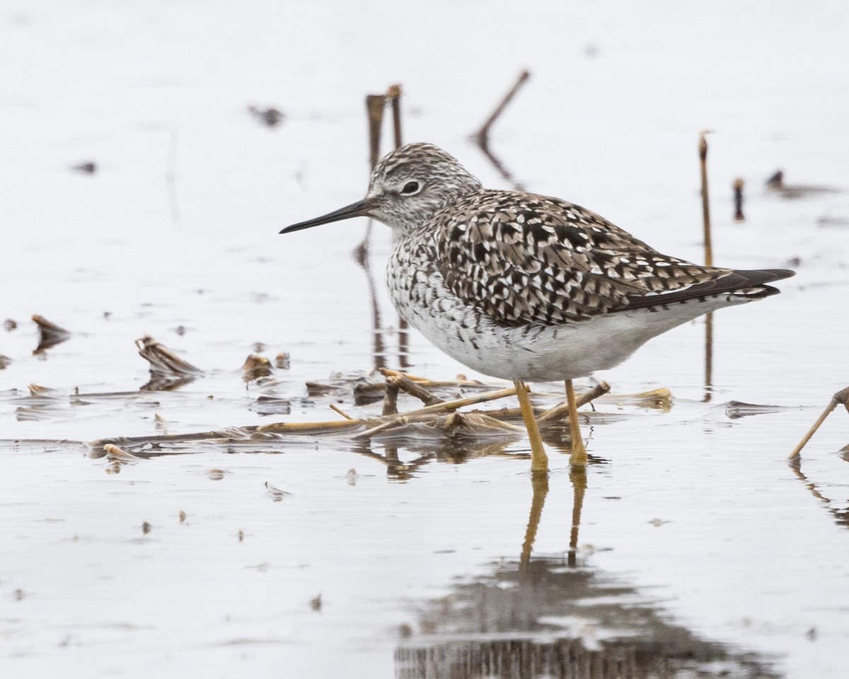 Lesser Yellowlegs - Robert Bochenek