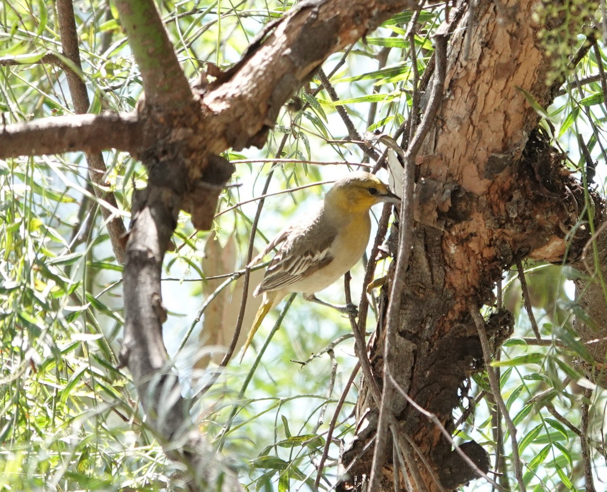 Bullock's Oriole - Sylvia Afable