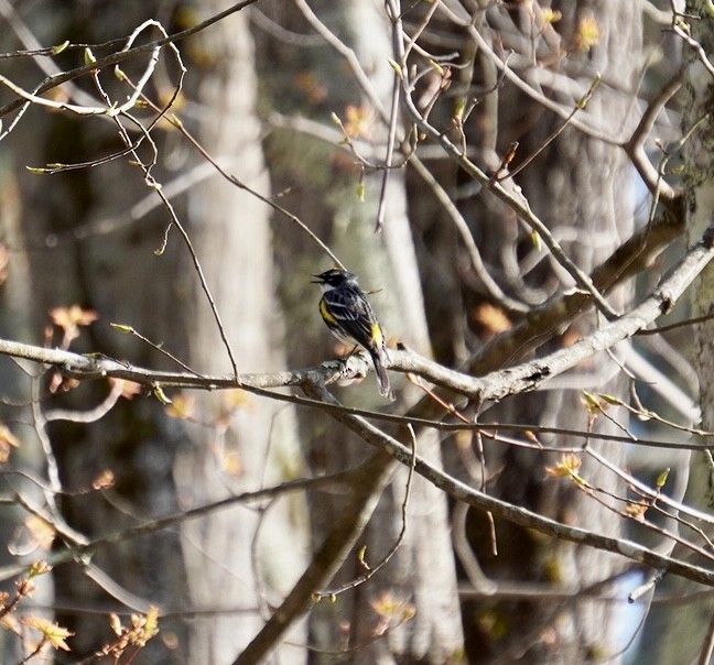 Yellow-rumped Warbler (Myrtle) - Rachel Orlando