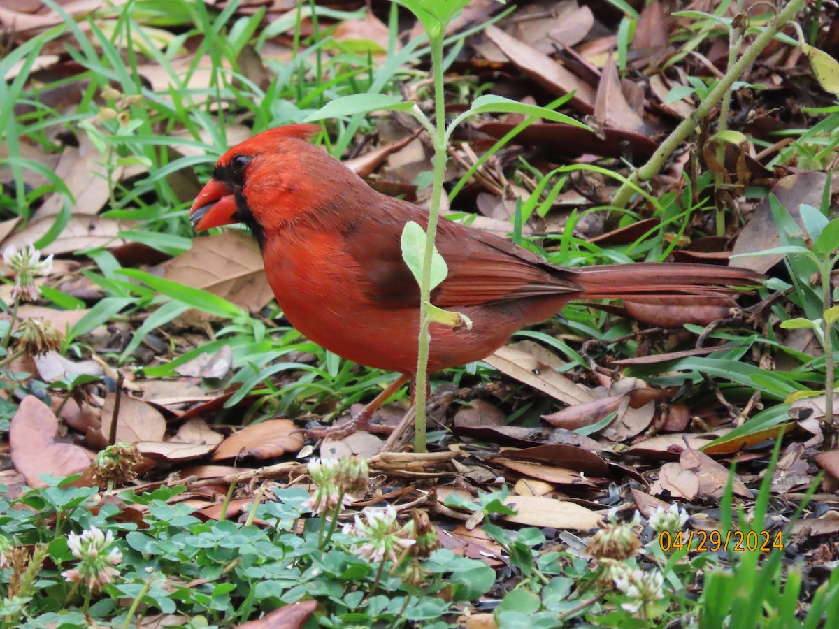 Northern Cardinal - Susan Leake