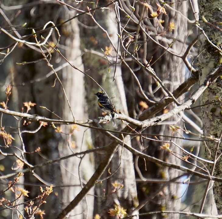 Yellow-rumped Warbler (Myrtle) - Rachel Orlando