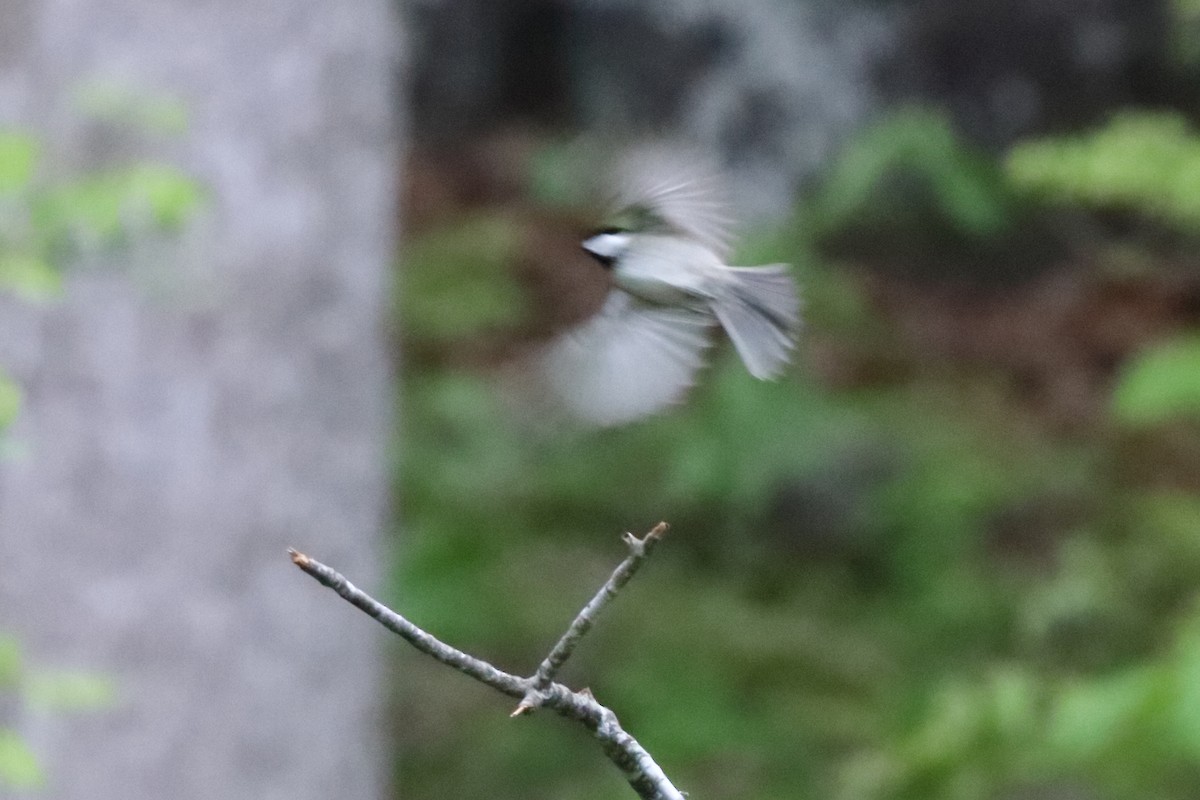 Carolina Chickadee - ML618184031