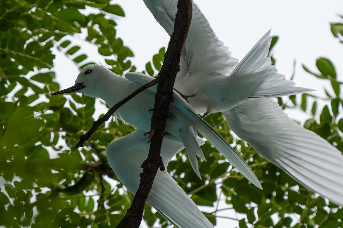 White Tern - Andrea C