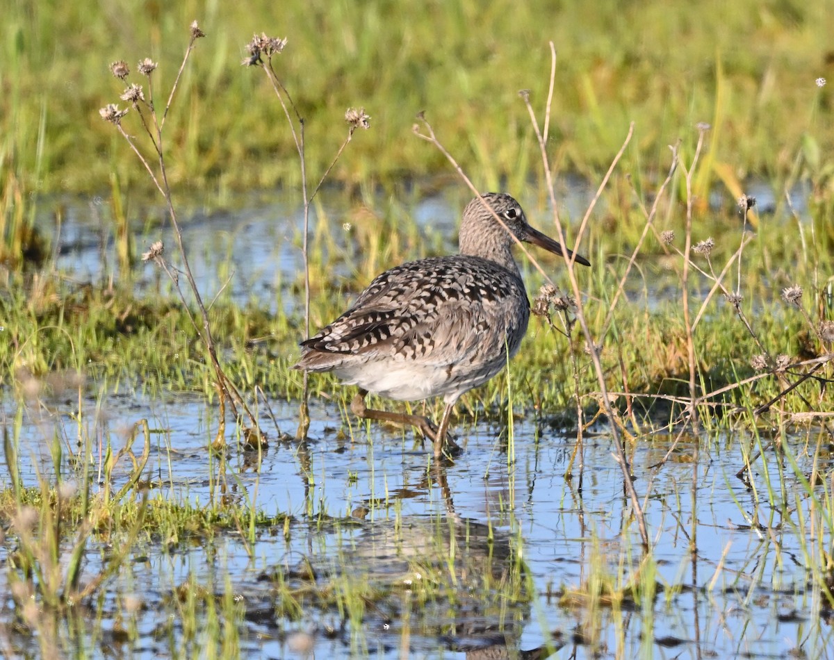 Willet - Tim Kashuba