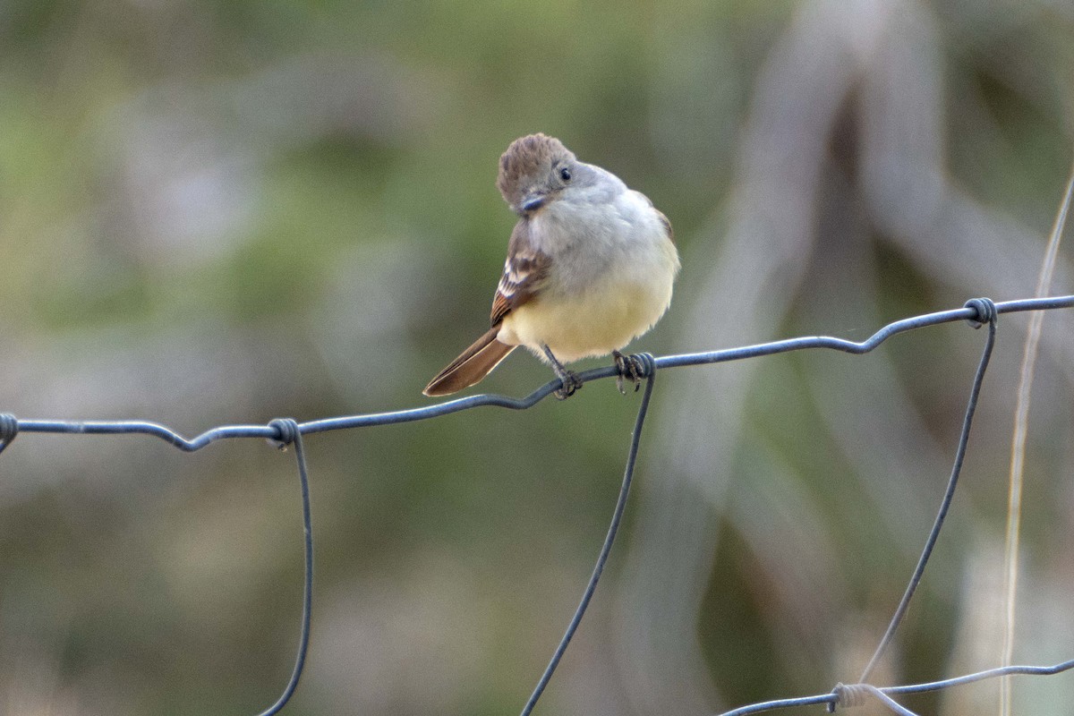 Ash-throated Flycatcher - Susan Elliott