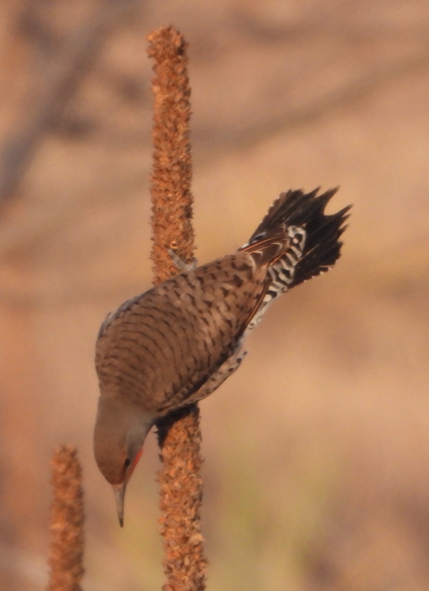 Northern Flicker - Rodney Macready