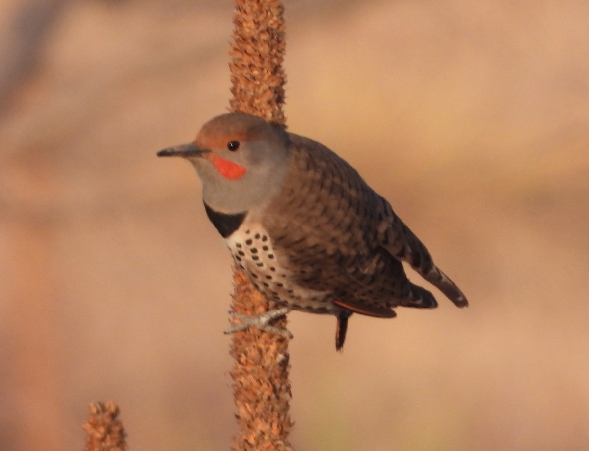 Northern Flicker - ML618184087