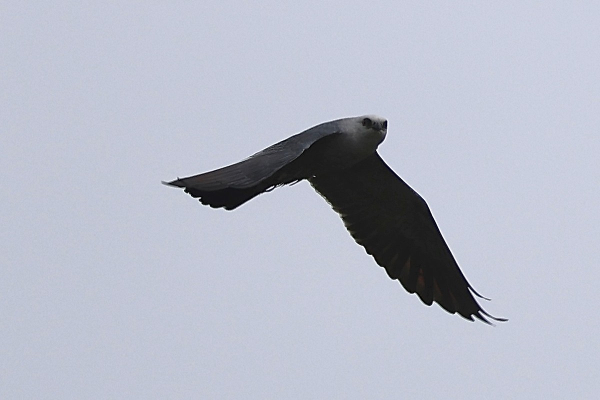 Mississippi Kite - ML618184106