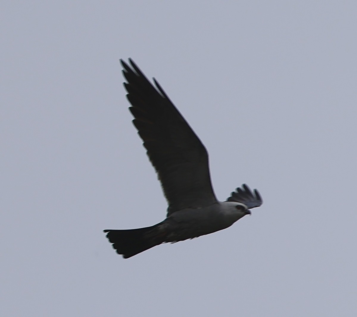 Mississippi Kite - ML618184107