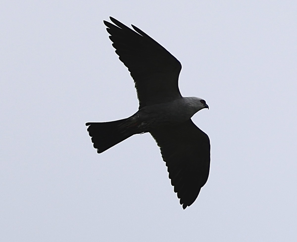 Mississippi Kite - ML618184108