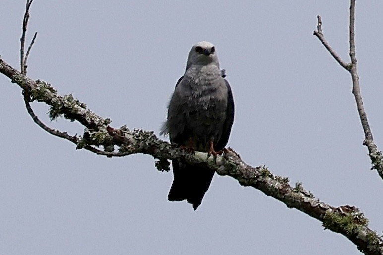 Mississippi Kite - ML618184109