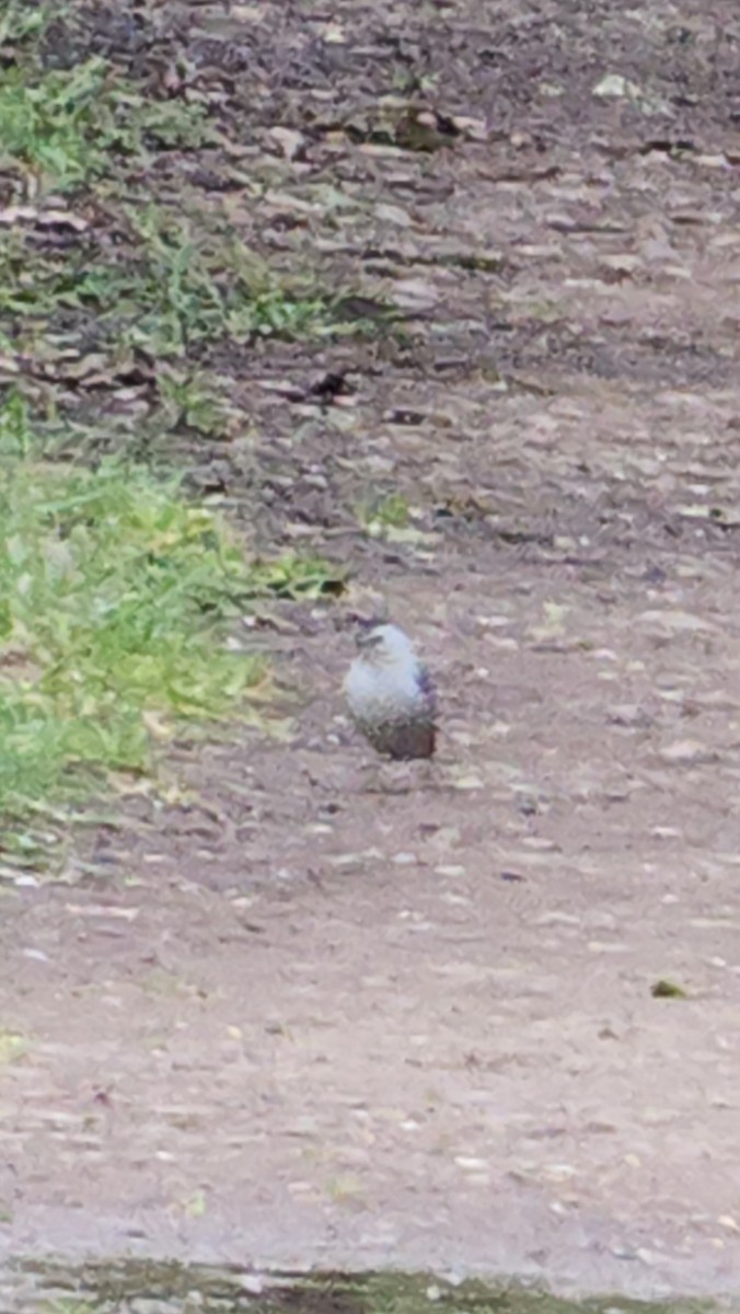 White-breasted Nuthatch - ML618184123