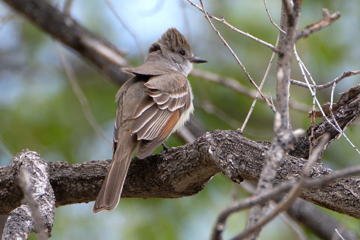 Ash-throated Flycatcher - ML618184126