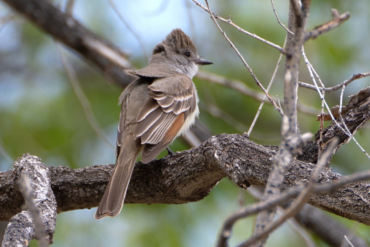 Ash-throated Flycatcher - Susan Elliott