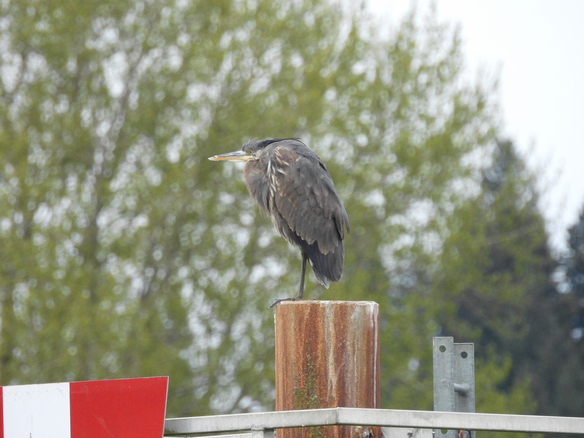 Great Blue Heron - ML618184127