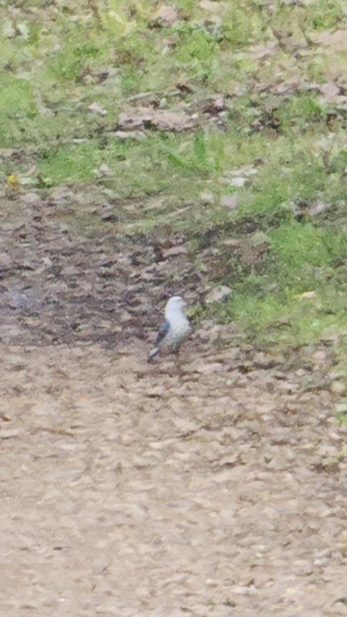 Sittelle à poitrine blanche - ML618184128