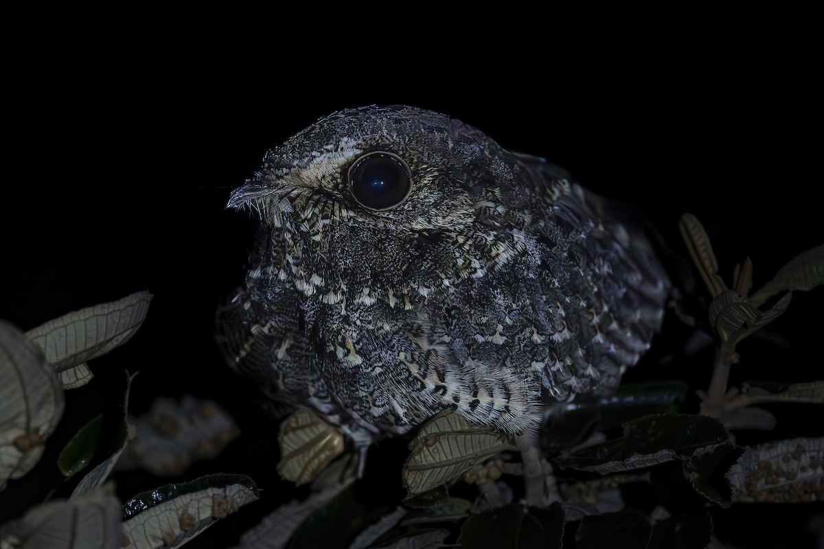 Sickle-winged Nightjar - ML618184133