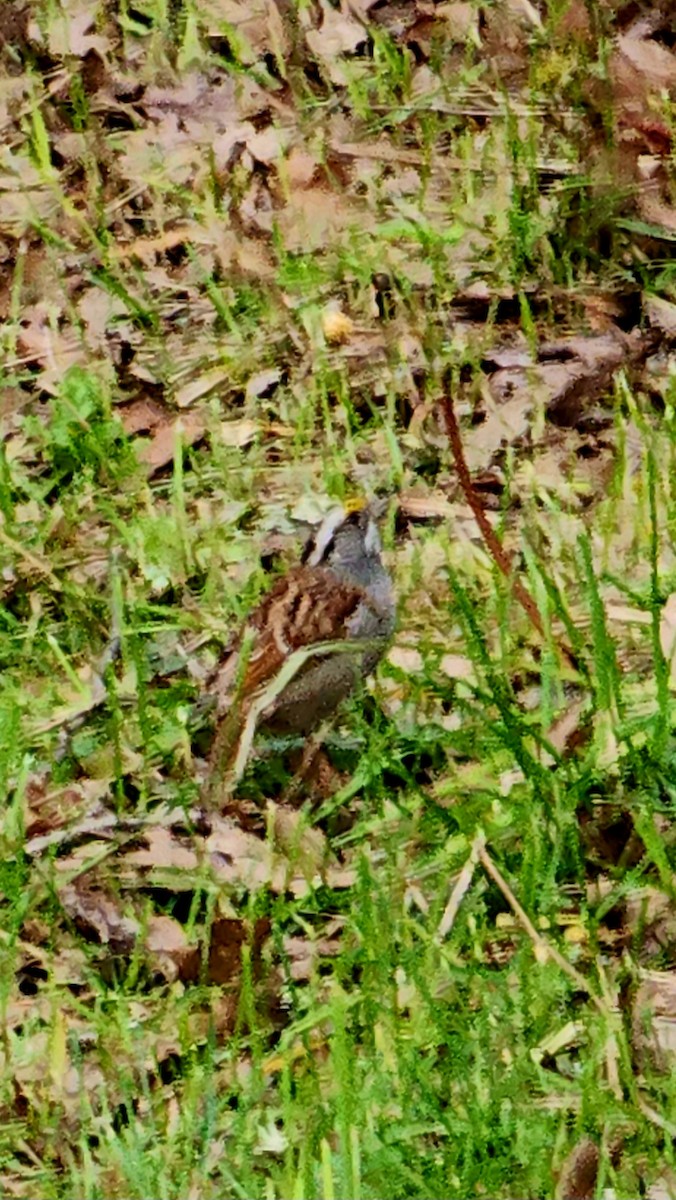 White-throated Sparrow - Eric Evans