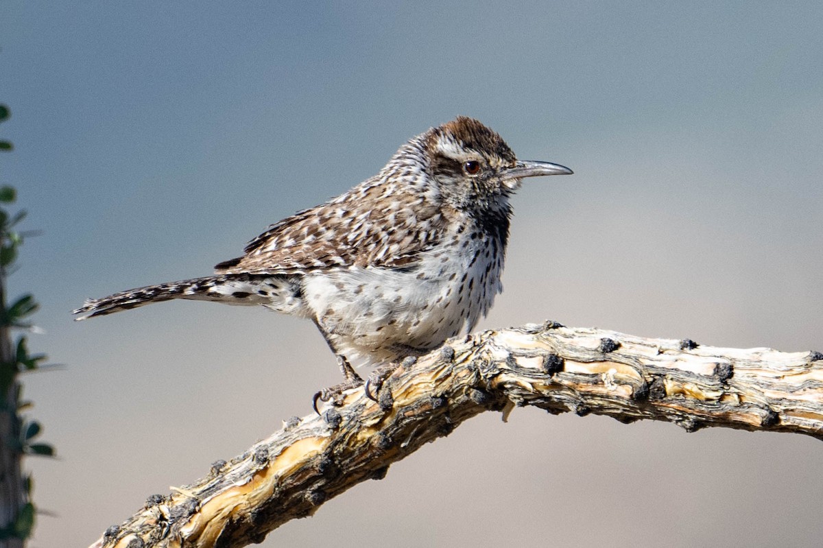 Cactus Wren - Nancy Christensen