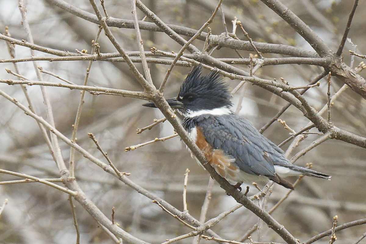 Belted Kingfisher - Michel Letendre