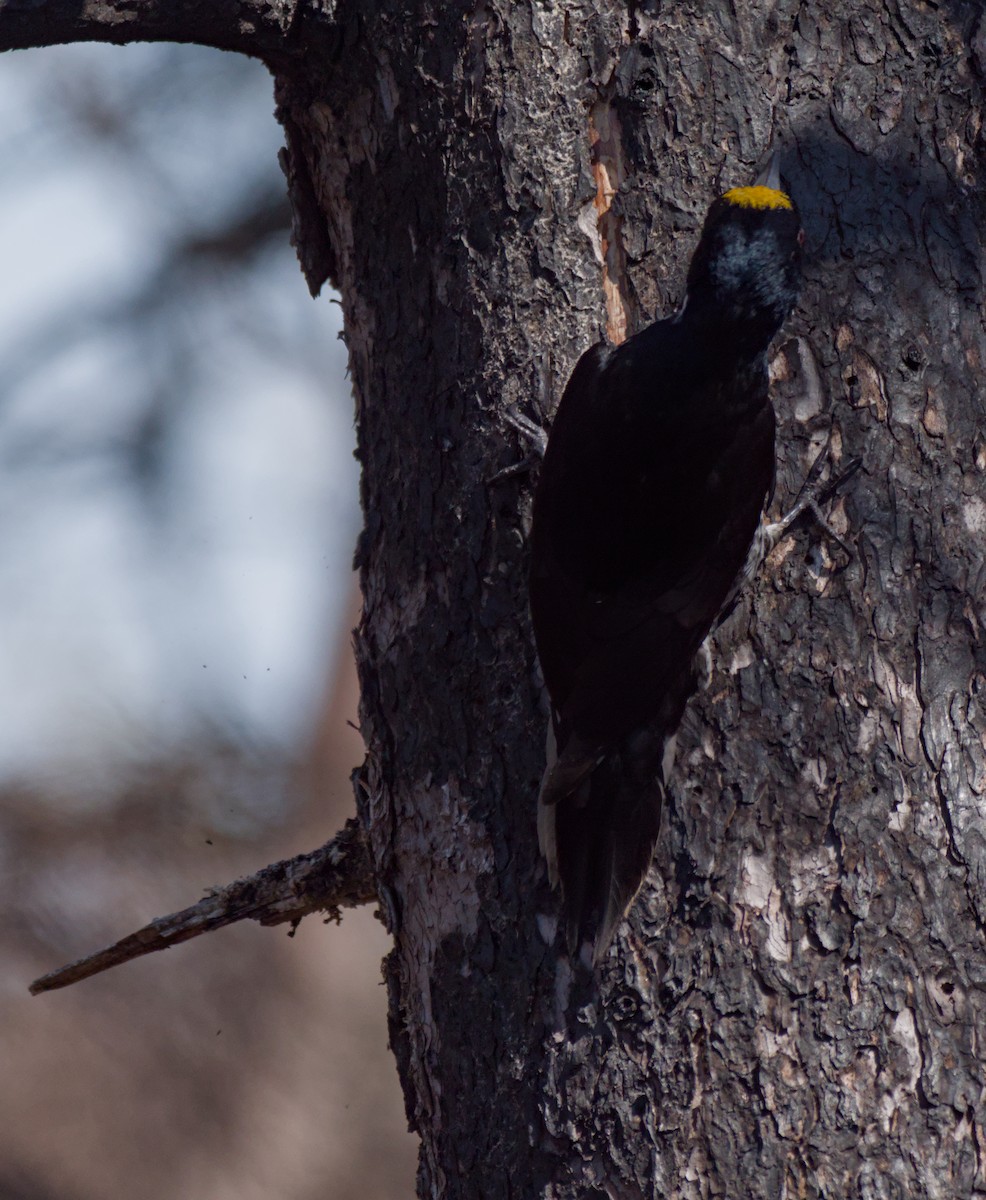 Black-backed Woodpecker - Blake Ross