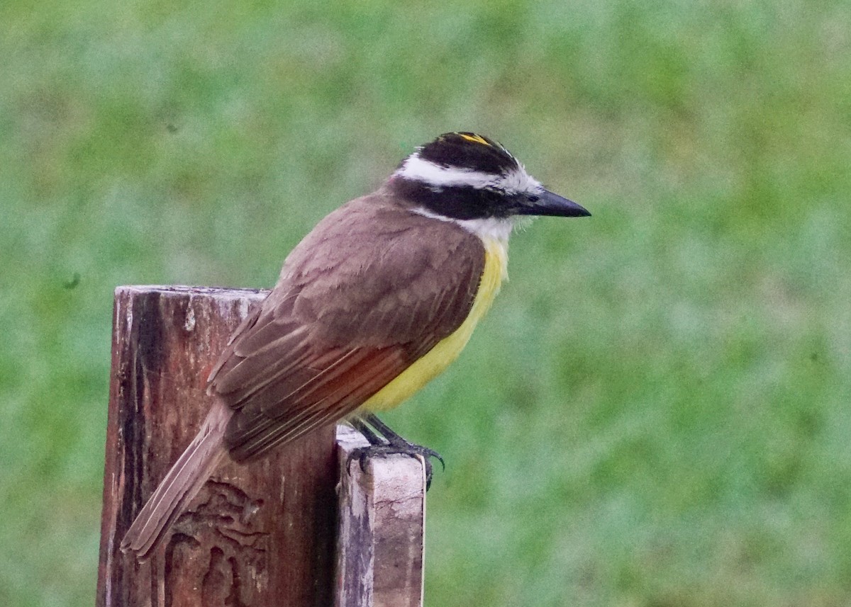 Great Kiskadee - Shawn Pfautsch