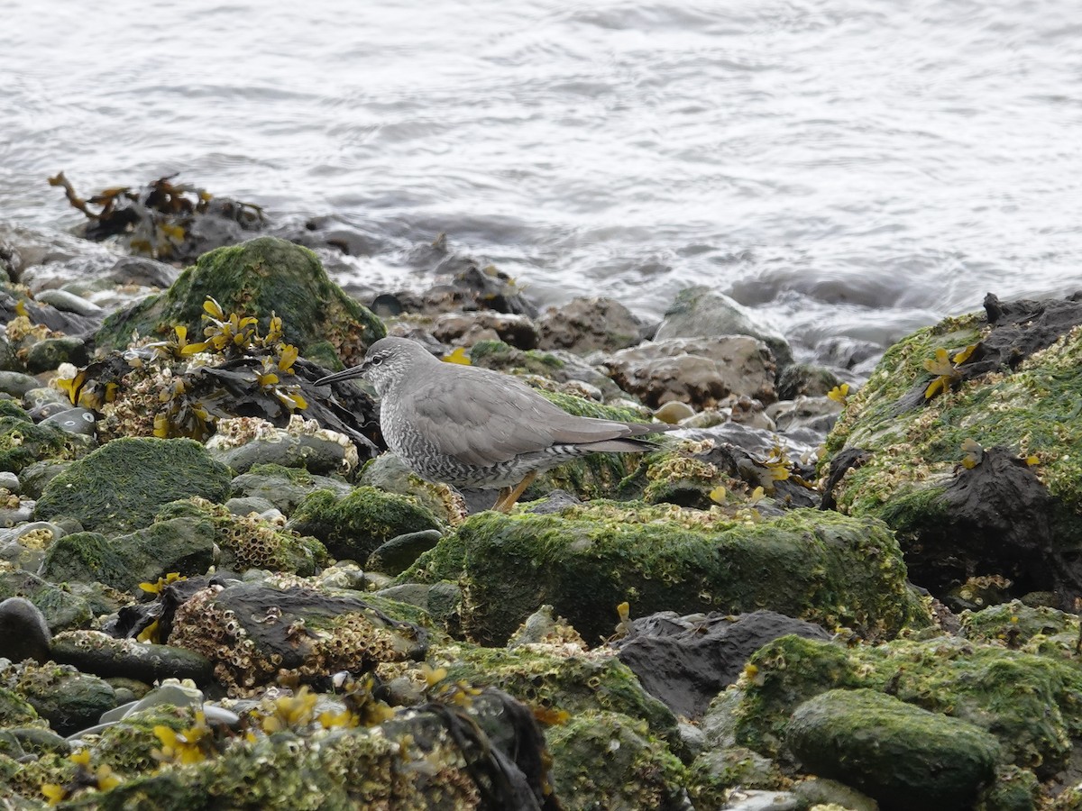 Wandering Tattler - Donna Nordstrom