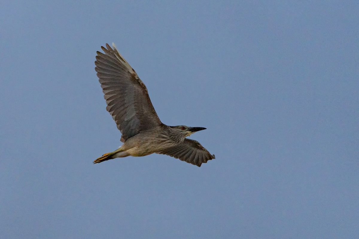 Black-crowned Night Heron - ML618184225