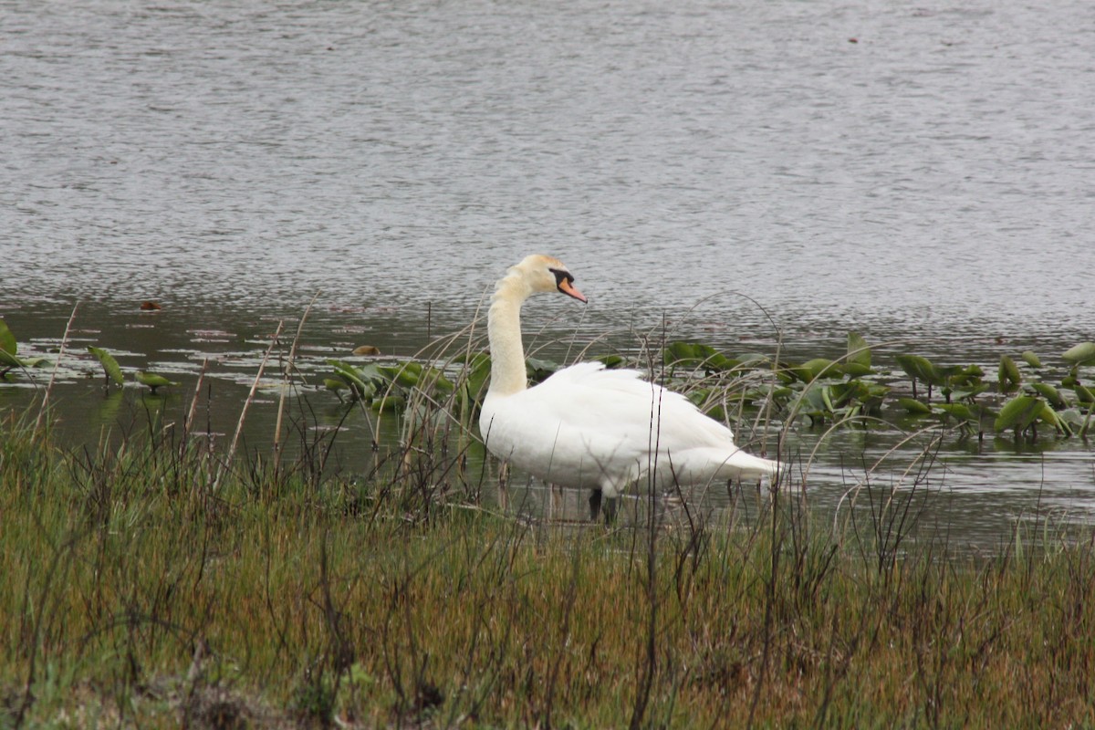 Mute Swan - ML618184228