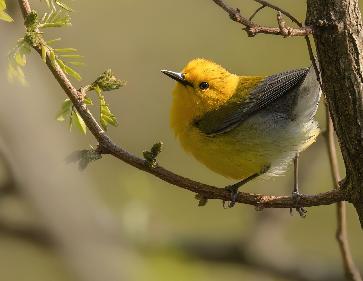 Prothonotary Warbler - ML618184237