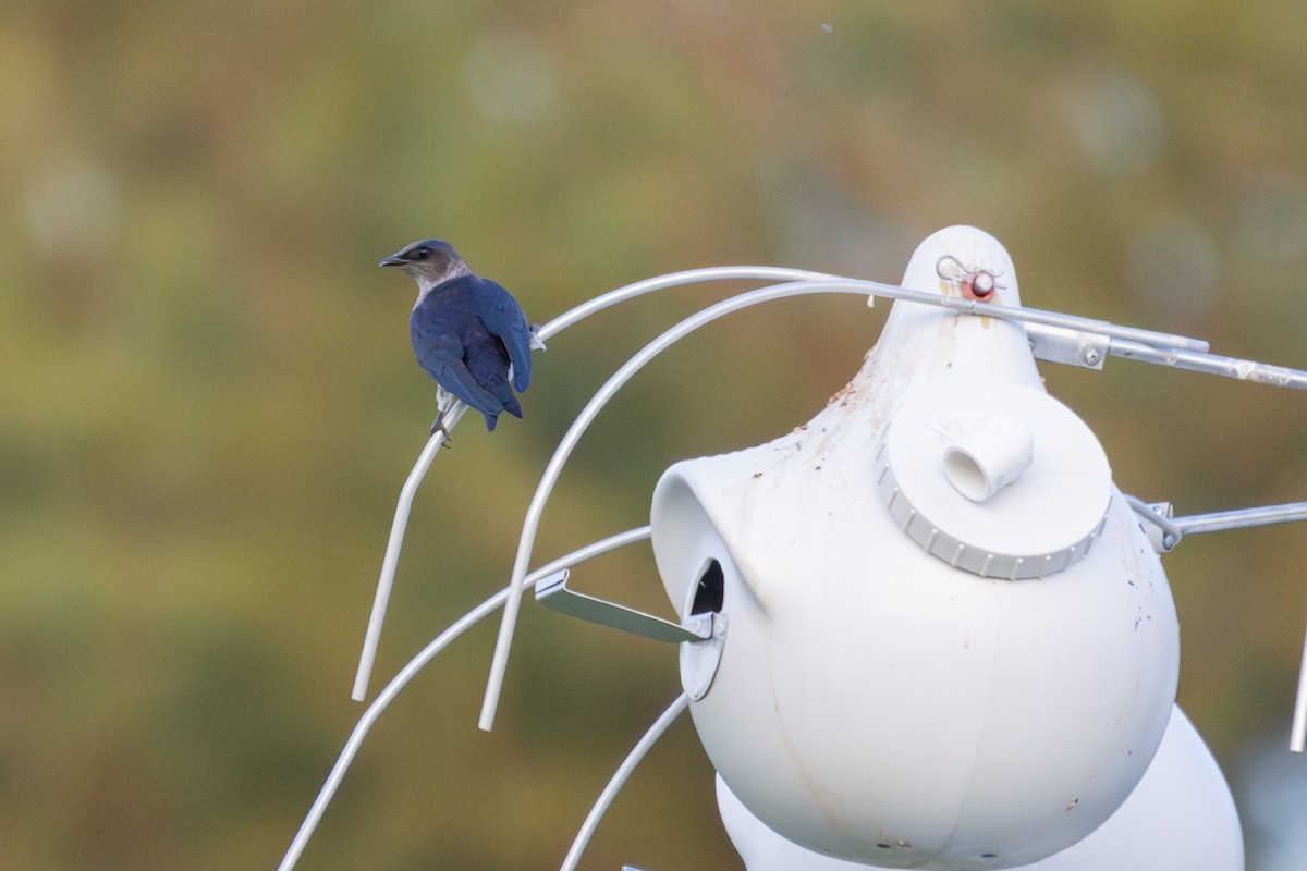 Purple Martin - Joe Schuller