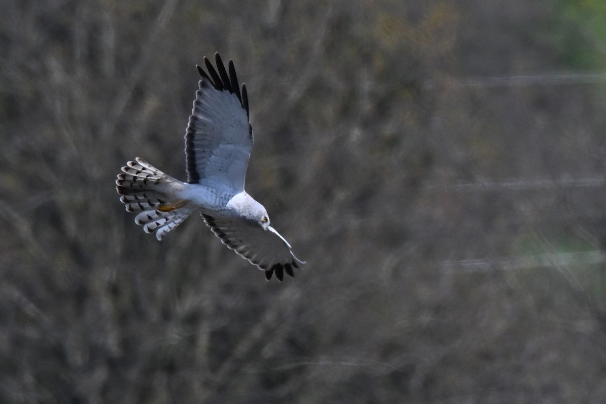 Northern Harrier - ML618184265