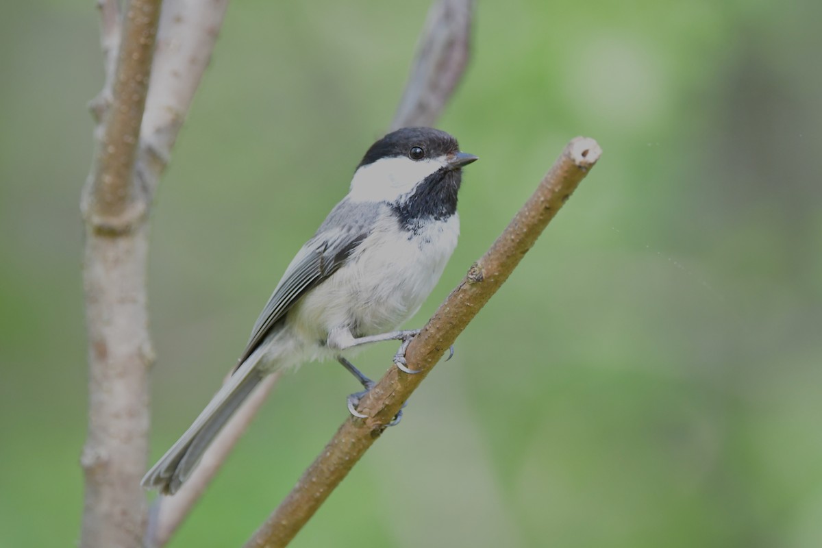 Black-capped Chickadee - ML618184278