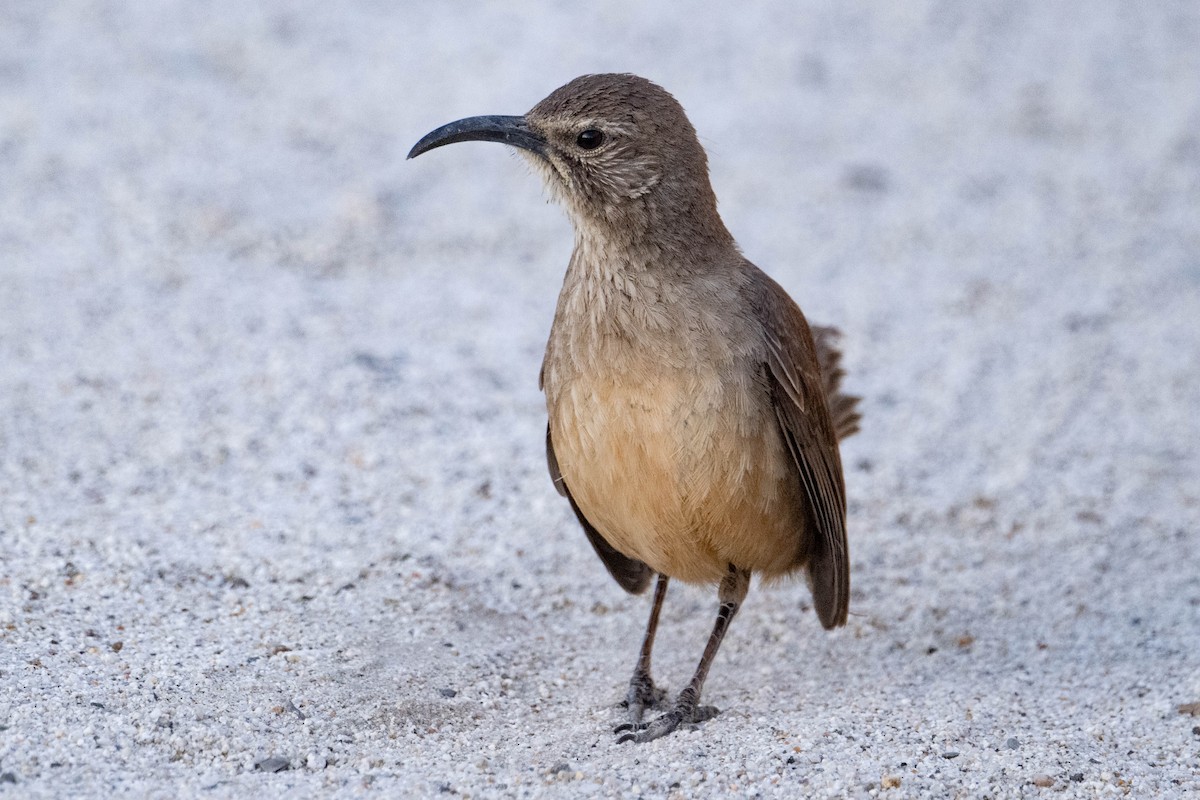 California Thrasher - Nancy Christensen