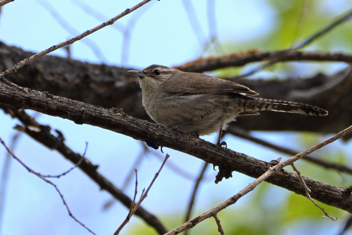 Bewick's Wren - Susan Elliott