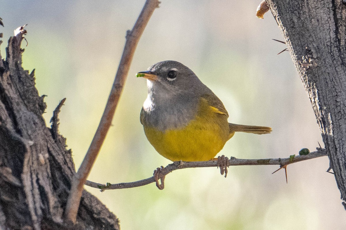 MacGillivray's Warbler - Nancy Christensen