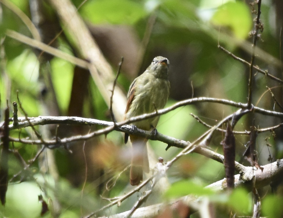 Rufous-tailed Flatbill - ML618184366